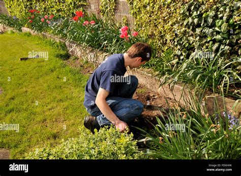 Boy Weeding Garden Weeds Hi Res Stock Photography And Images Alamy