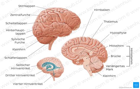Gehirn Anteile Aufbau Funktionen Und Krankheitsbilder Kenhub