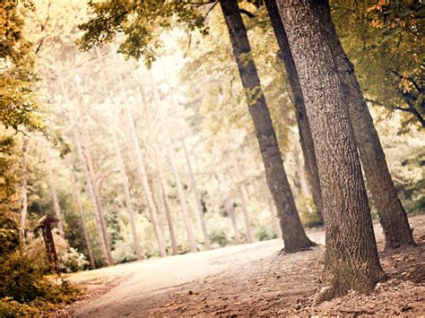 Wallpaper Sunlight Forest Depth Of Field Nature Winter