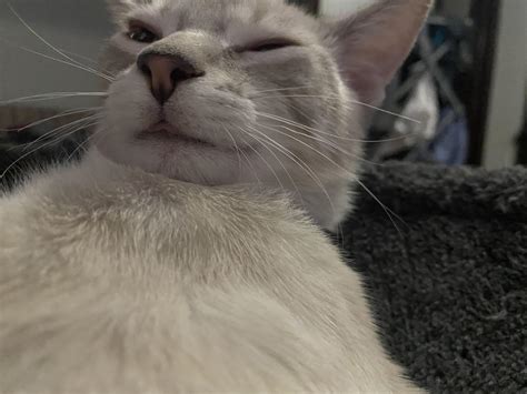 The Tiniest Little Derpy Blep Rblep