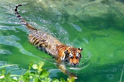 Swimming Tigers Animals Cats Tiger Swim Bengal