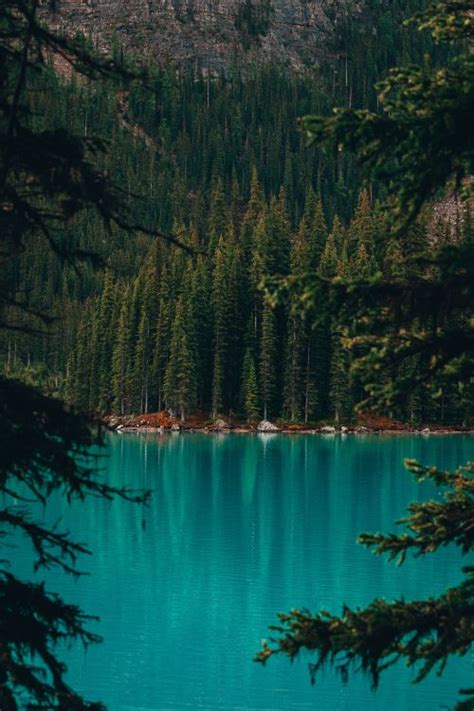 Wallpaper Moraine Lake Lake Forest Nature Body Of Water Background