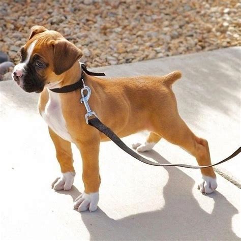 Pin On Boxer Dog