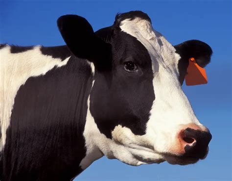 Milk Cow Face
