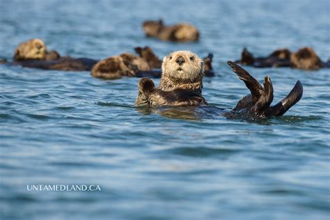 Monterey Bay sea otters | Sea otter, Monterey bay, Monterey