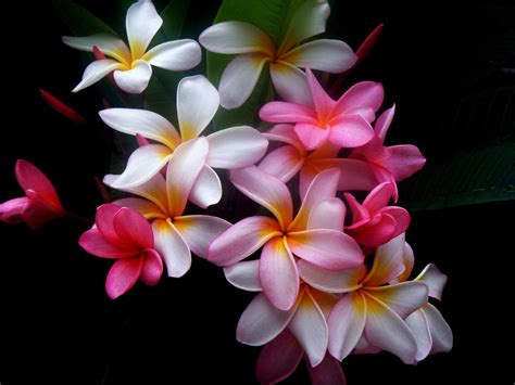 Pink And White Plumeria Flowers Hd Wallpaper Wallpaper Flare