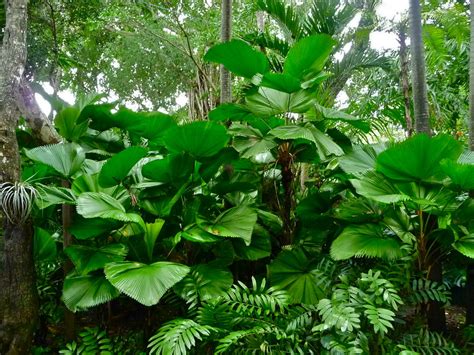 100 ruffled fan palm licuala grandis by. Ruffled Fan Palm (Licuala grandis) Growth Rate: Slow. 5-10 ...
