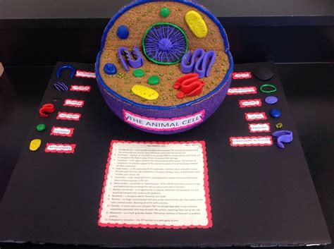 Animal Cell Cells Project Animal Cells Model