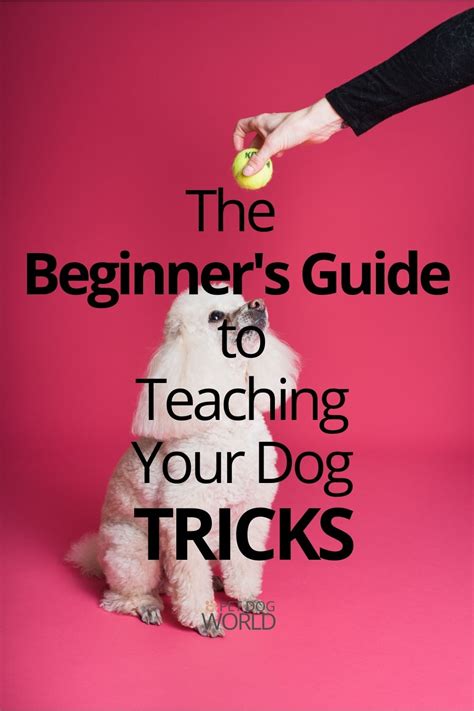 The Beginners Guide To Teaching Your Dog Tricks Pet Dog World