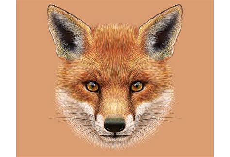 Clip Art Drawing Of Red Fox Face Clip Art Of Dogs