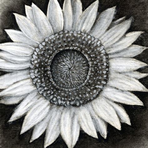 How To Draw A Sunflower, Realistic Sunflower, Step by Step ... If you want to draw a sunflower, there is no matter what you have in your hands — a set of pencils or a pen — just spend several minutes plunging into the creative process and you will enjoy the result.