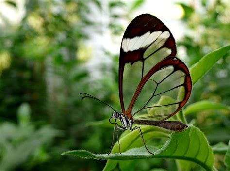 Rare Animals Top 10 Rarest Butterflies In The World Hubpages