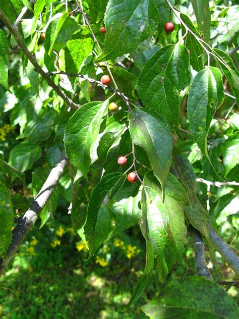 The bark is grey and smooth. photo