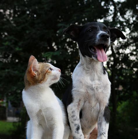 How to introduce a cat to a puppy. Introducing Dogs to Cats - American Humane