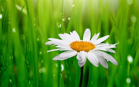 Flowers hd wallpapers in high quality hd and widescreen resolutions from page 2. Daisy - Flowers Wallpaper (34758616) - Fanpop