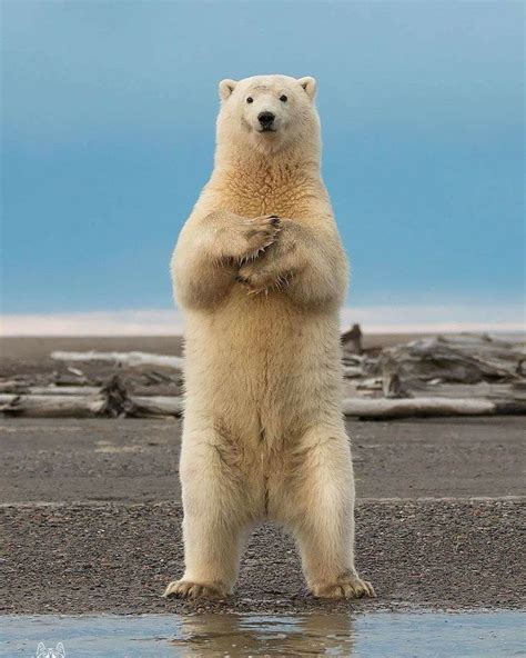 Pin By Linda Gaddy On Bears In 2020 Polar Animals Polar Bear Animal