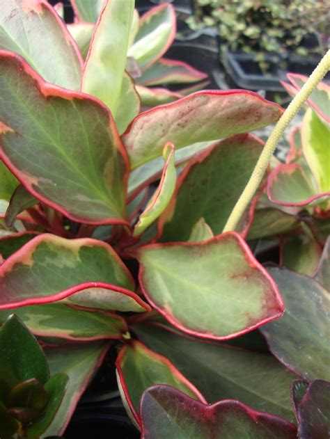 You may want to prune the plant back if it reaches 15 inches or more. Photo of the leaves of Red Edge Peperomia (Peperomia ...