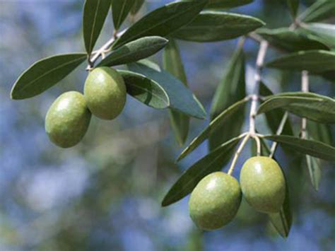 Uses For Olive Leaves And Health Benefits Hubpages