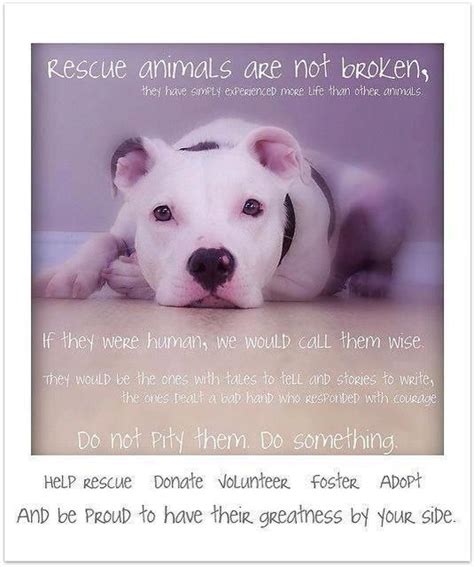 15 Best Pet Rescue Memes Images On Pinterest Animal Rescue Rescue