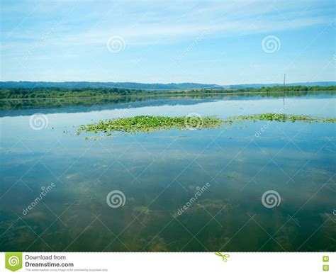 Lake Greens Stock Image Image Of Glassy Plants Greens 71788433