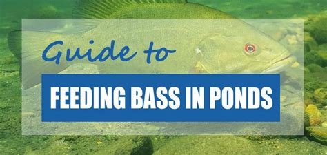 What Food Should You Feed Bass In Ponds Bass Food Guide Pond Informer