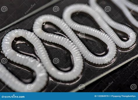Tapeworm Under A Microscope