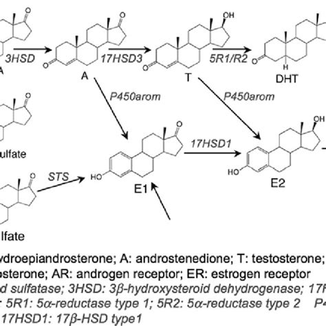 Enzymes Involved In Last Steps Of Biosynthesis Of Hormonal Sex Steroids Download Scientific