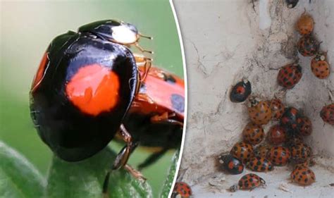 black ladybirds with stds invade uk homes how to spot and get rid of harlequin ladybirds