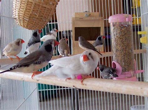 Star Tame Birds Zebra Finches Society And Spice Finches
