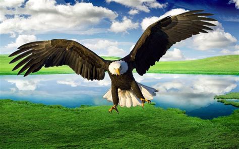 Field of sunflowers wallpapers (88 wallpapers). خلفيات النسر الاصلع روعة , صور النسور الملونة , 2020 Bald Eagle HD Wallpapers | صقور الإبدآع