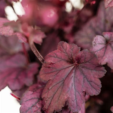 Electric Plum Coral Bells For Sale Online The Tree Center