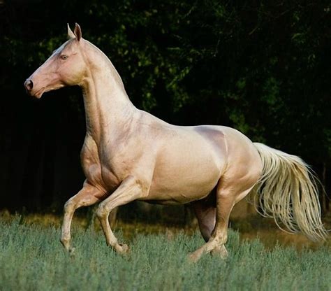 Akhal Teke Stallion Piastr Photo Artur Baboev Equine Photographer
