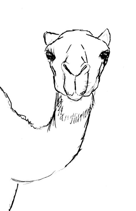 Learn to draw a camel. draw camel head | Art and craft | Pinterest | How to draw ...