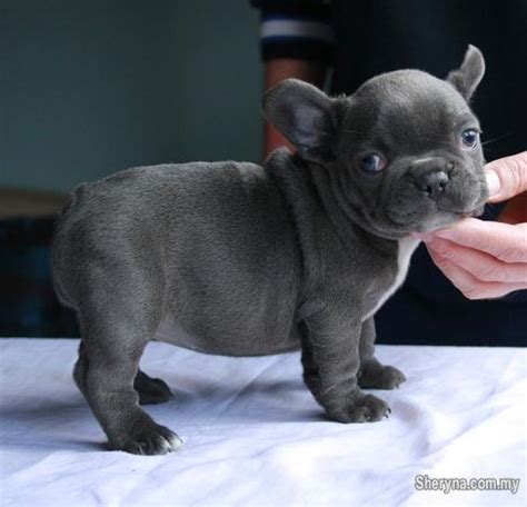 It is our desire to produce quality and healthy puppies that meet the standards set by the american kennel club for the english and french bulldog breeds. Mini French Bulldog Puppies - Kuala Lumpur - Photo #3
