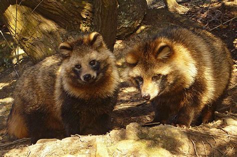Wild Animals in Japan