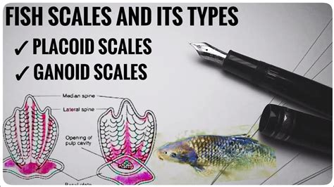 Scales And Types Of Scales In Fishes Fish Scales Youtube