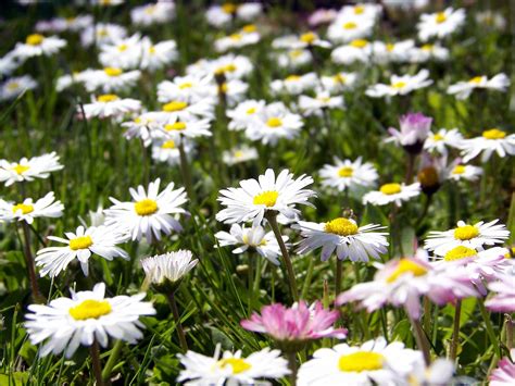 Maybe you would like to learn more about one of these? Summer Flower Backgrounds - Wallpaper Cave