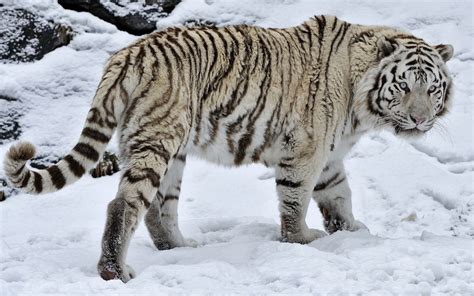 Snow Tiger Wallpaper Animals Wallpaper Better