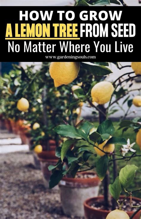 How To Grow A Lemon Tree From Seed No Matter Where You Live Lemon