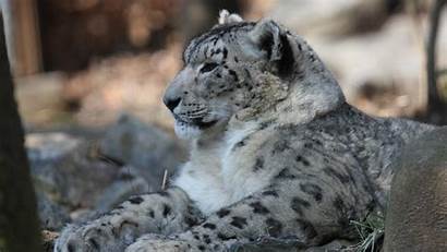 Snow Leopard 1080p Wallpapers Wallpapersafari
