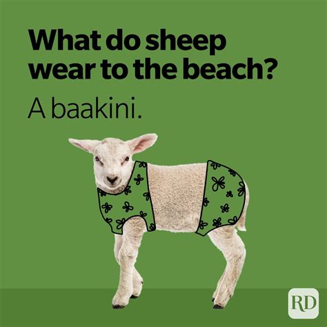 36 Sheep Puns You Haven T Herd Before Reader S Digest