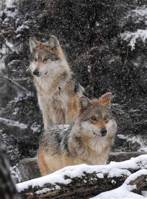 A Pair Of Mexican Gray Wolves Enjoy The Snow Around Their Outdoor