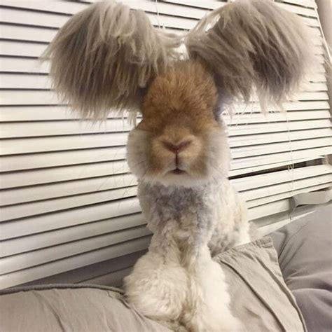 This Is Wally The Rabbit With The Biggest Cutest Ears Ever