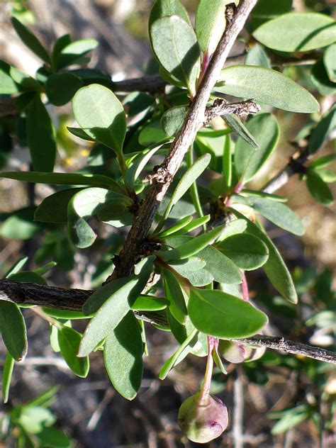 Leaves And Branch Pictures Of Crossosoma Bigelovii Crossosomataceae