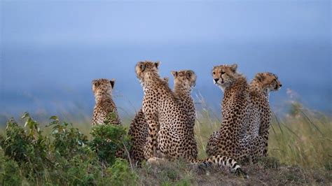 Cheetahs Sitting In Savannah Field Maasai Mara National Reserve Kenya