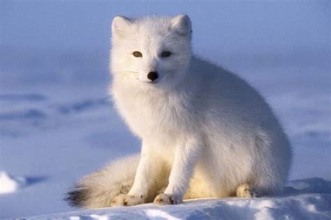 Top 10 Cold Weather Animals Depth World