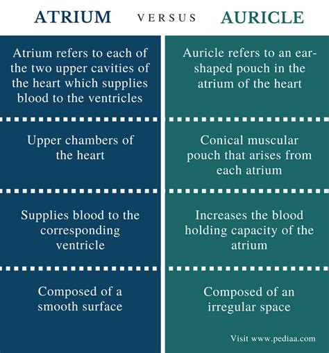 Difference Between Atrium and Auricle | Definition, Anatomy, Physiology