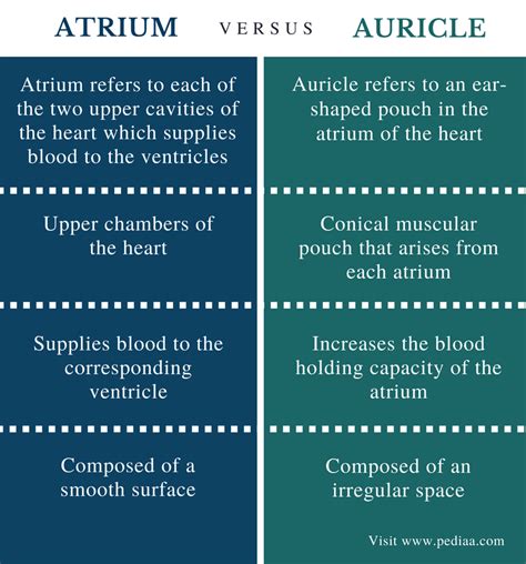 Difference Between Atrium And Auricle Definition Anatomy Physiology