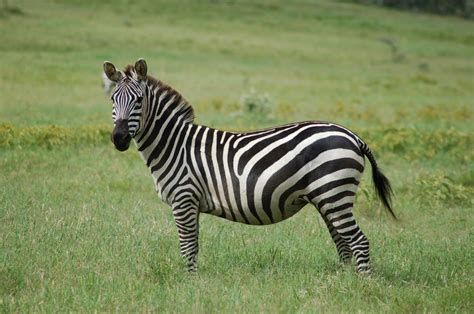 Animals Savannah Grassland Biome