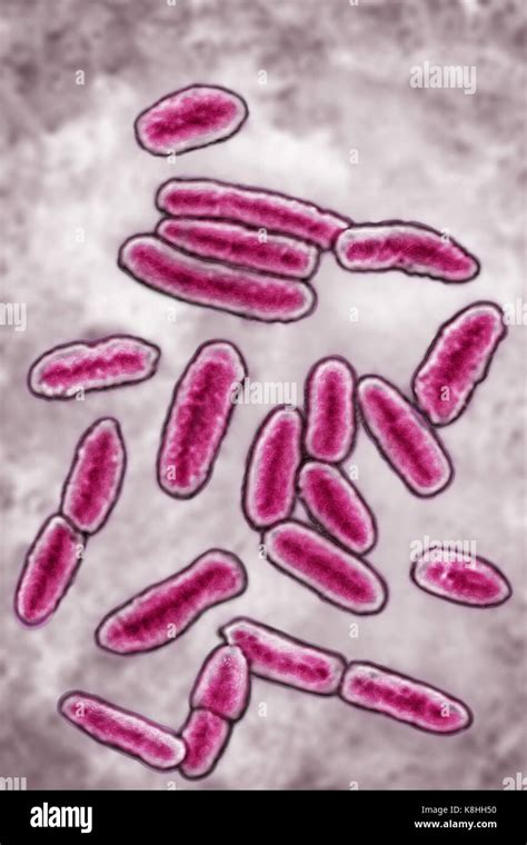 Pseudomonas Infection Hi Res Stock Photography And Images Alamy